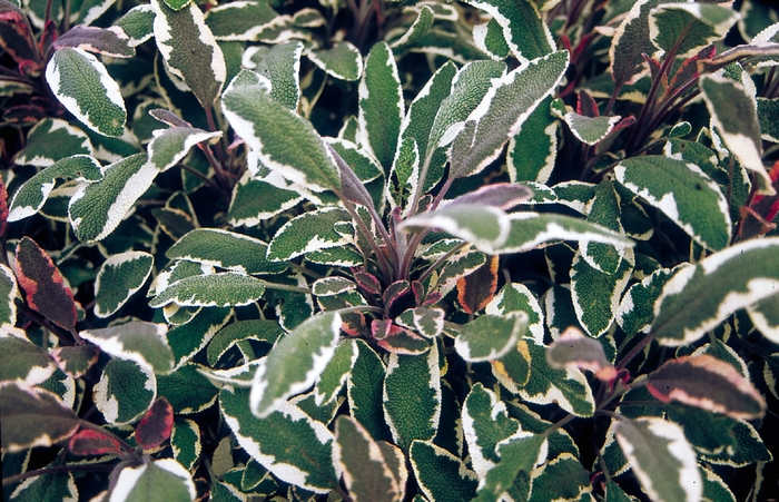 'Tricolor' Sage - Salvia officinalis from Tidal Roots Garden Center 'Tricolor' Sage - Salvia officinalis from Tidal Roots Garden Center