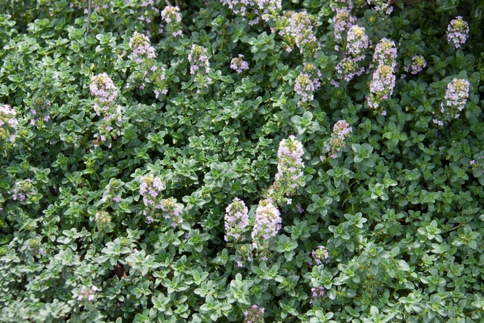 Lemon Thyme - Thymus x citriodorus from Tidal Roots Garden Center Lemon Thyme - Thymus x citriodorus from Tidal Roots Garden Center