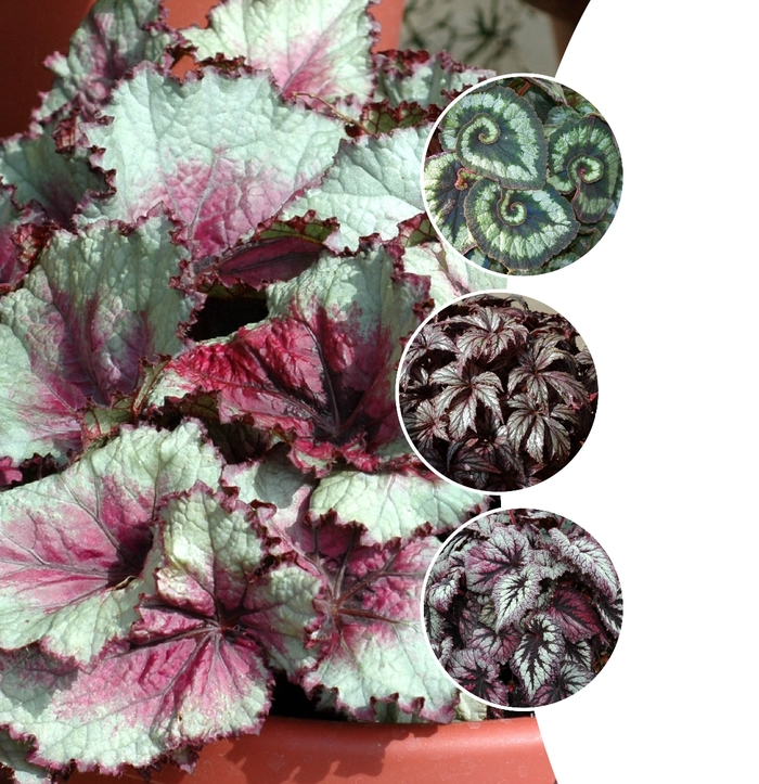 'Multiple Varieties' Rex Begonia - Begonia rex-cultorum from Tidal Roots Garden Center 'Multiple Varieties' Rex Begonia - Begonia rex-cultorum from Tidal Roots Garden Center