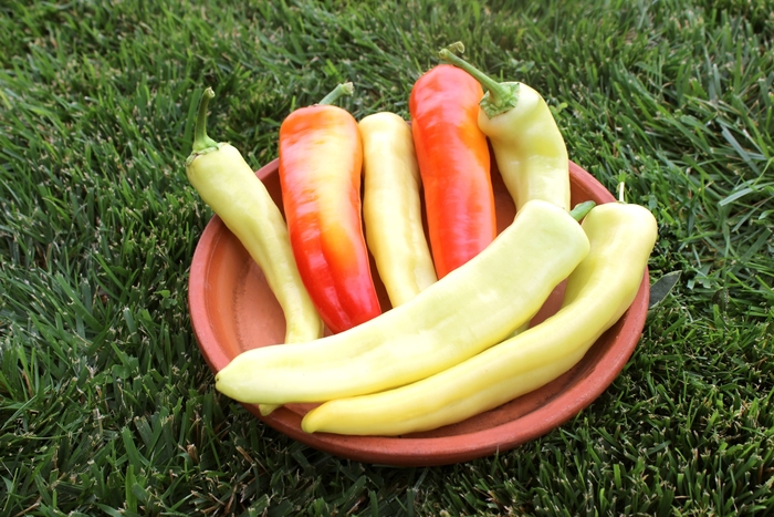 'Sweet Sunset' Sweet Banana Pepper - Capsicum annuum from Tidal Roots Garden Center 'Sweet Sunset' Sweet Banana Pepper - Capsicum annuum from Tidal Roots Garden Center