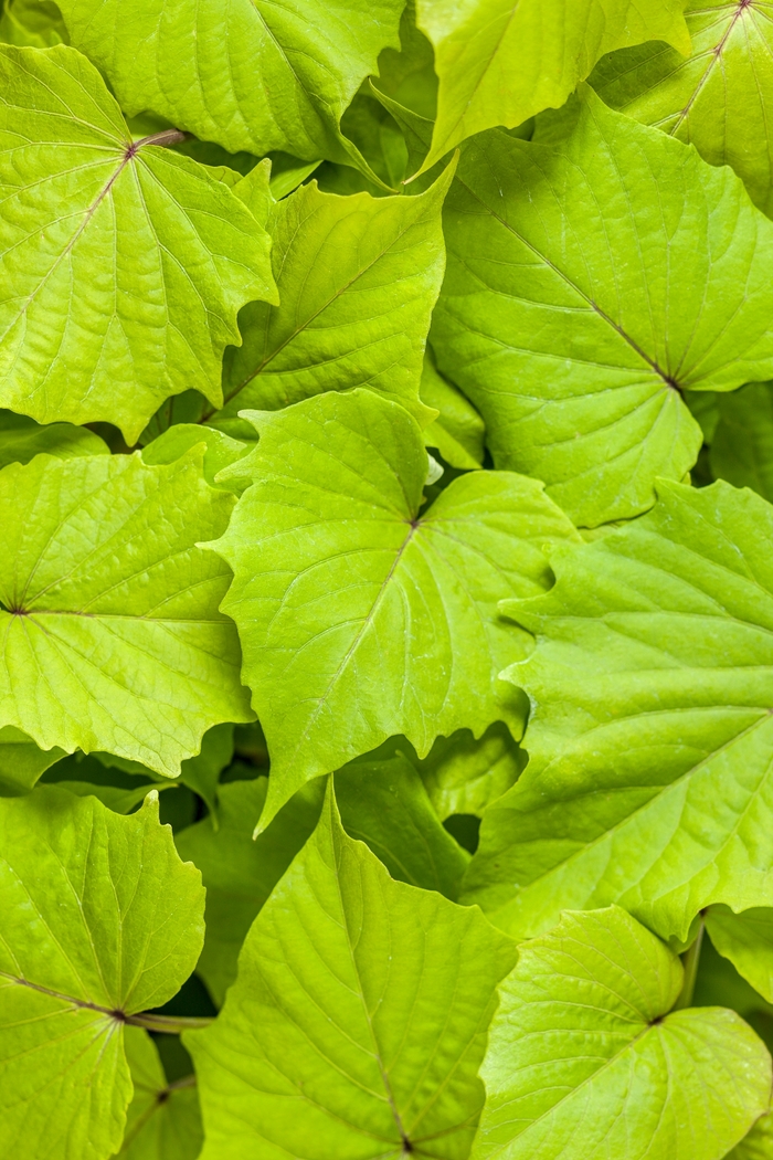 Proven Accents® 'Sweet Caroline Bewitched Green with Envy™' - Ipomoea batatas (Sweet Potato Vine) from Tidal Roots Garden Center Proven Accents® 'Sweet Caroline Bewitched Green with Envy™' - Ipomoea batatas (Sweet Potato Vine) from Tidal Roots Garden Center