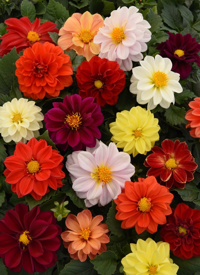 Figaro™ Mix - Dahlia from Tidal Roots Garden Center