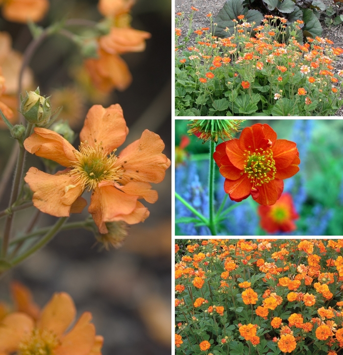 'Multiple Varieties' - Geum from Tidal Roots Garden Center