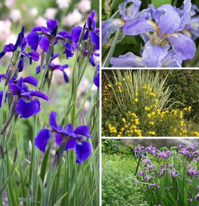 'Multiple Varieties' - Iris from Tidal Roots Garden Center 'Multiple Varieties' - Iris from Tidal Roots Garden Center