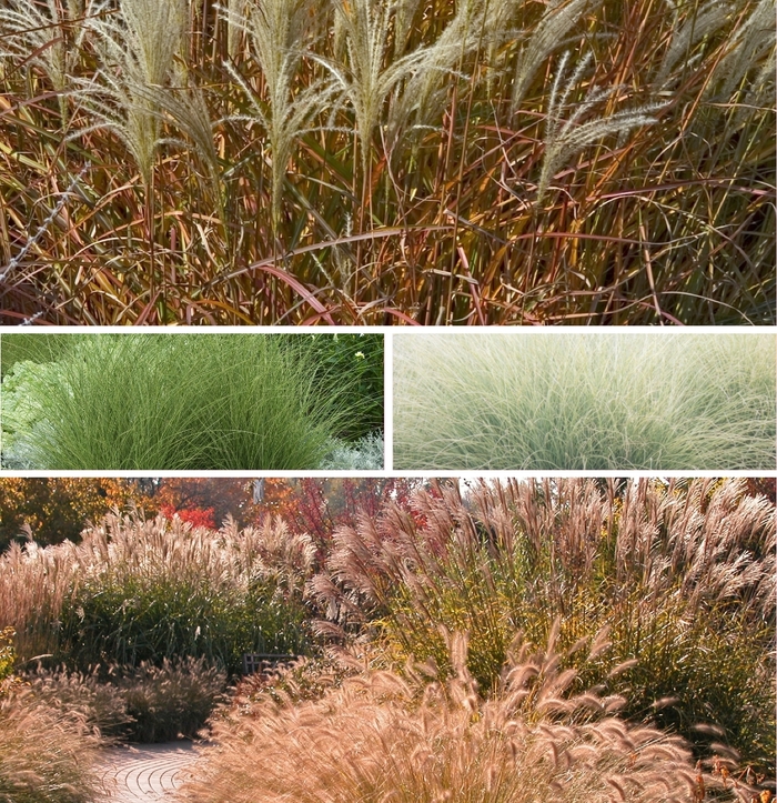 'Multiple Varieties' Maiden Grass - Miscanthus from Tidal Roots Garden Center 'Multiple Varieties' Maiden Grass - Miscanthus from Tidal Roots Garden Center