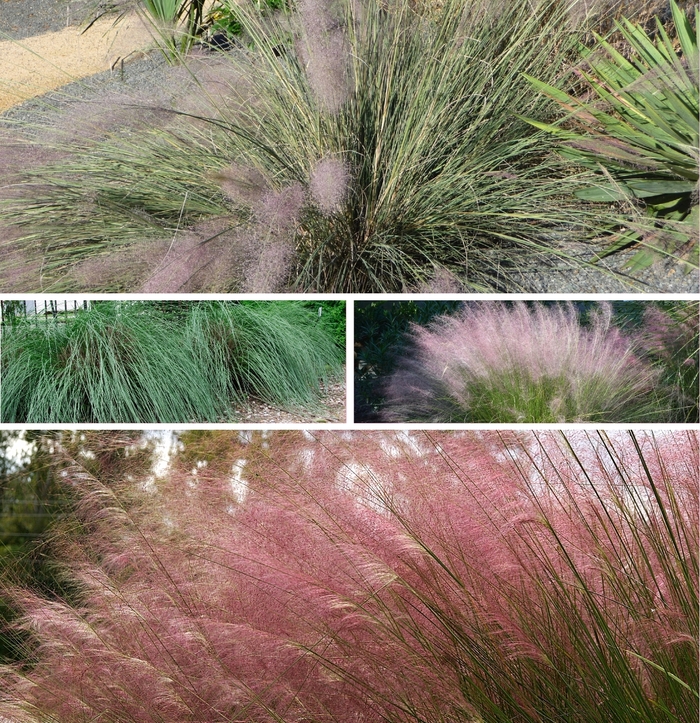 'Multiple Varieties' Muhlygrass - Muhlenbergia from Tidal Roots Garden Center 'Multiple Varieties' Muhlygrass - Muhlenbergia from Tidal Roots Garden Center