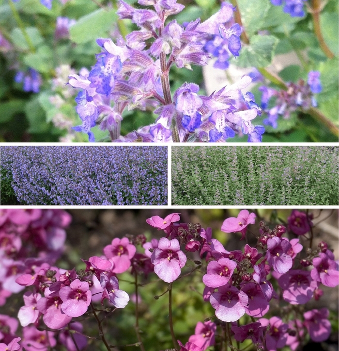 'Multiple Varieties' Catmint - Nepeta from Tidal Roots Garden Center 'Multiple Varieties' Catmint - Nepeta from Tidal Roots Garden Center