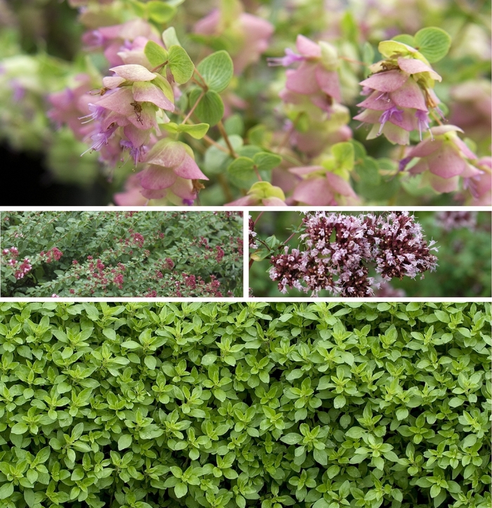 'Multiple Varieties' Oregano - Origanum from Tidal Roots Garden Center 'Multiple Varieties' Oregano - Origanum from Tidal Roots Garden Center