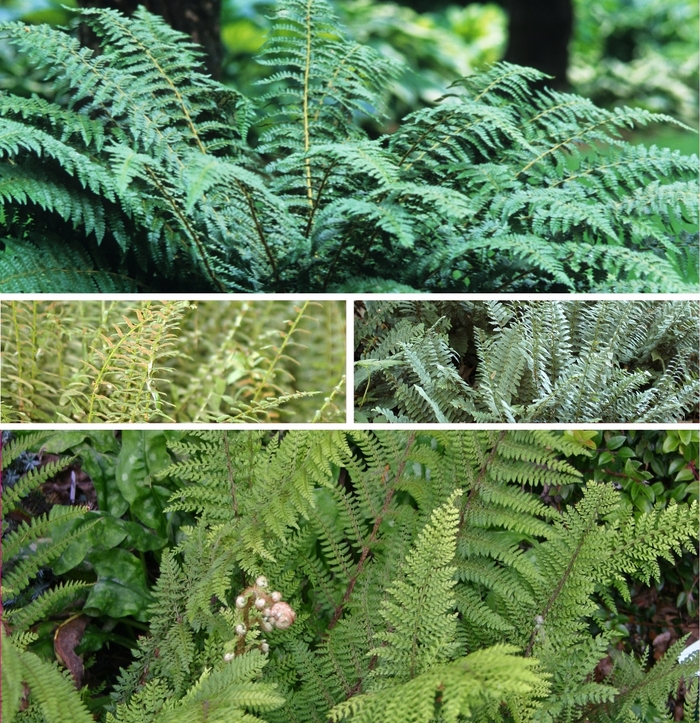 'Multiple Varieties' Fern - Polystichum from Tidal Roots Garden Center 'Multiple Varieties' Fern - Polystichum from Tidal Roots Garden Center