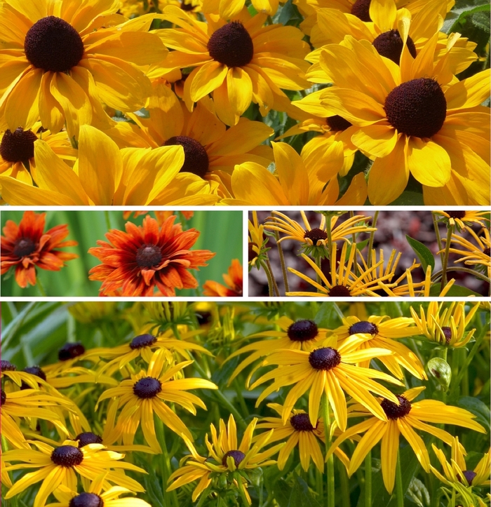 Assorted Black-Eyed Susan - Rudbeckia from Tidal Roots Garden Center Assorted Black-Eyed Susan - Rudbeckia from Tidal Roots Garden Center