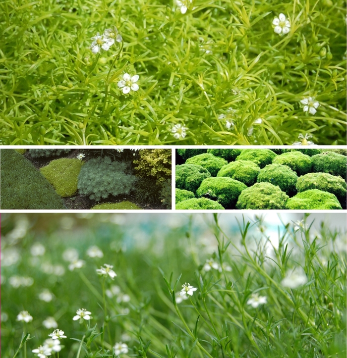 'Multiple Varieties' Pearlwort - Sagina subulata from Tidal Roots Garden Center 'Multiple Varieties' Pearlwort - Sagina subulata from Tidal Roots Garden Center
