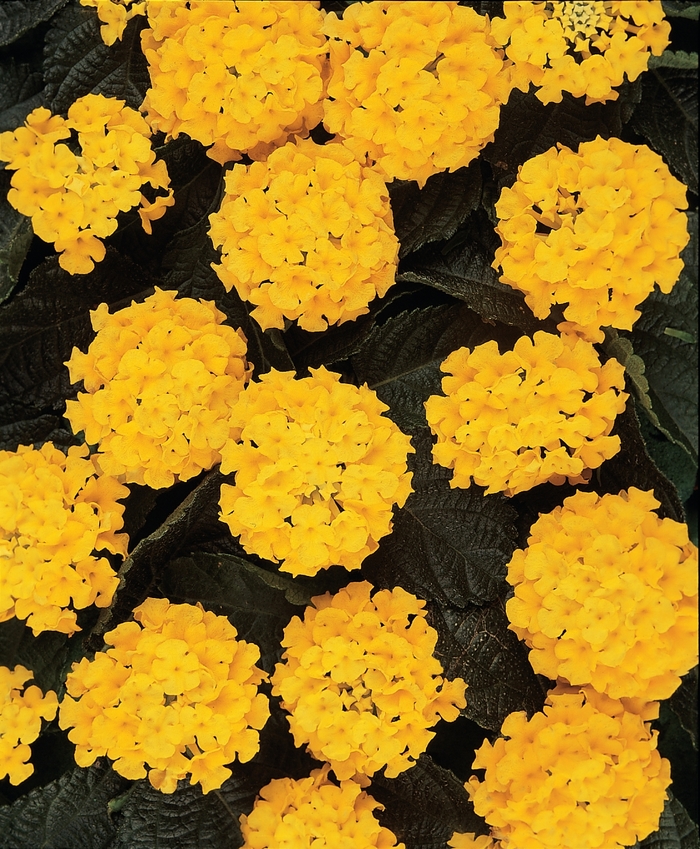 Lucky™ 'Yellow' - Lantana camara from Tidal Roots Garden Center Lucky™ 'Yellow' - Lantana camara from Tidal Roots Garden Center