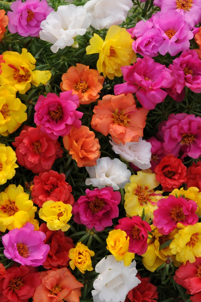 Happy Hour™ 'Mix' - Portulaca grandiflora (Moss Rose, Purslane) from Tidal Roots Garden Center Happy Hour™ 'Mix' - Portulaca grandiflora (Moss Rose, Purslane) from Tidal Roots Garden Center