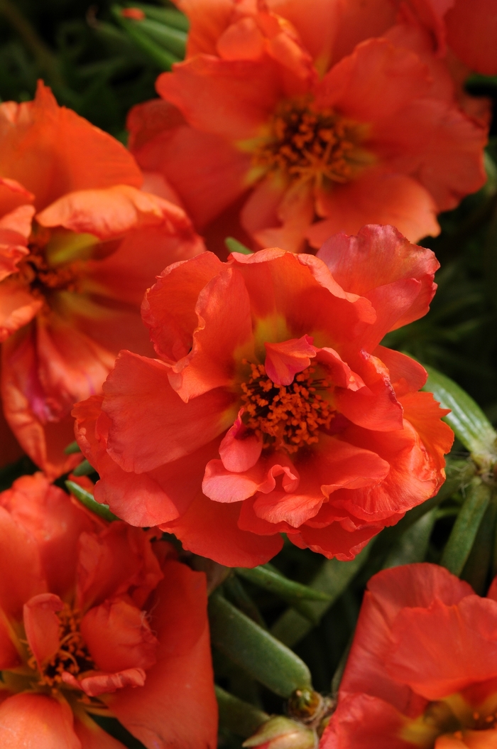 Happy Hour™ 'Orange' - Portulaca grandiflora (Moss Rose, Purslane) from Tidal Roots Garden Center