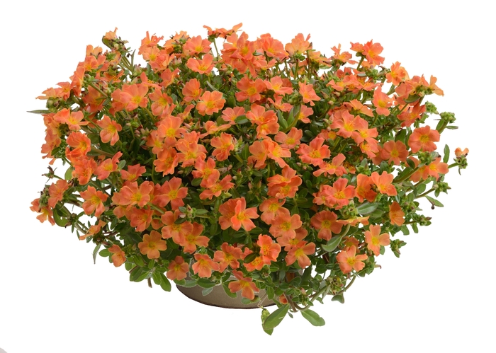 Pazzaz™ 'Tangerine' - Portulaca oleracea (Moss Rose) from Tidal Roots Garden Center