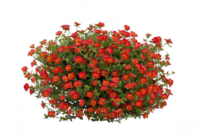 Pazzaz™ 'Red Flare' - Portulaca oleracea (Moss Rose) from Tidal Roots Garden Center Pazzaz™ 'Red Flare' - Portulaca oleracea (Moss Rose) from Tidal Roots Garden Center