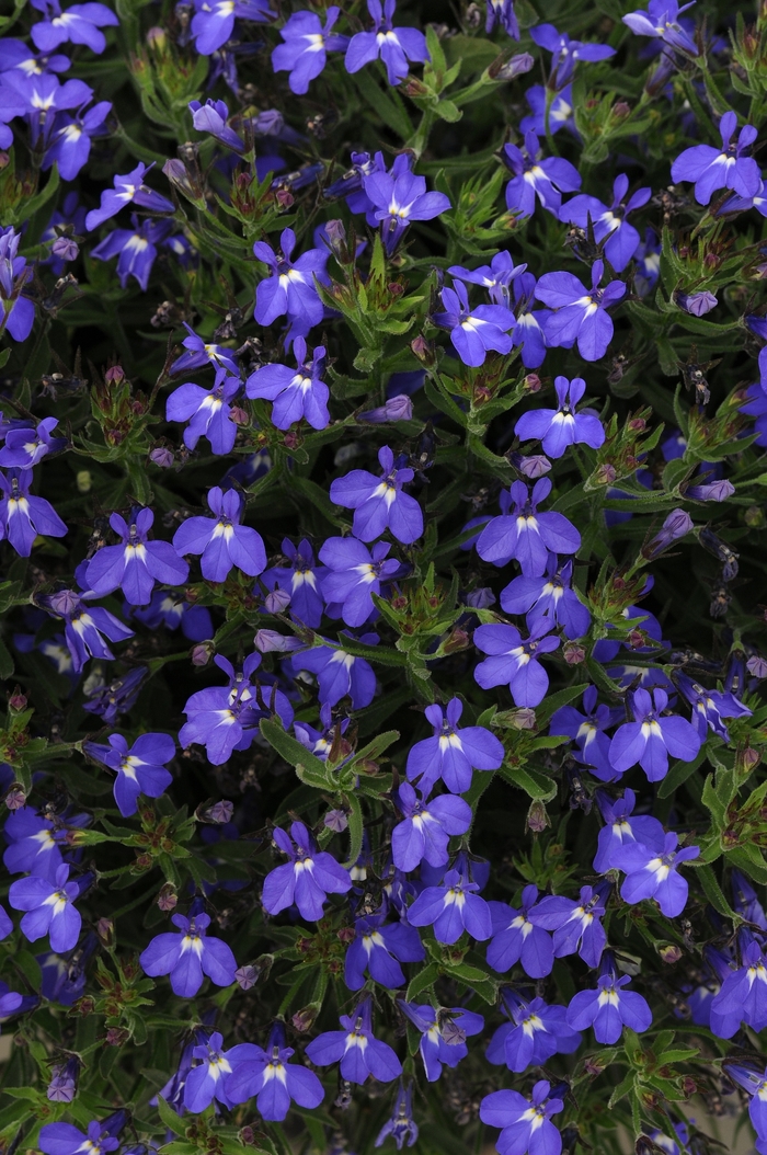 Magadi™ 'Compact Blue' - Lobelia erinus (Trailing Lobelia) from Tidal Roots Garden Center Magadi™ 'Compact Blue' - Lobelia erinus (Trailing Lobelia) from Tidal Roots Garden Center