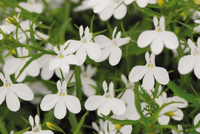 Magadi™ 'White' - Lobelia erinus from Tidal Roots Garden Center Magadi™ 'White' - Lobelia erinus from Tidal Roots Garden Center