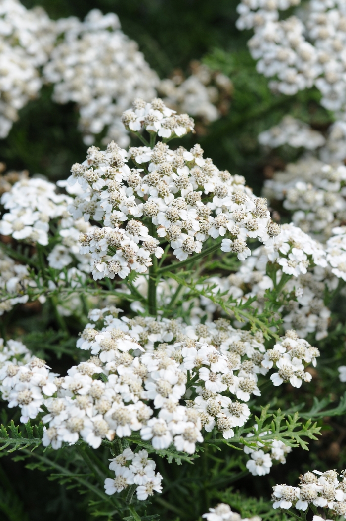 New Vintage™ White - Achillea millefolium (Yarrow) from Tidal Roots Garden Center New Vintage™ White - Achillea millefolium (Yarrow) from Tidal Roots Garden Center