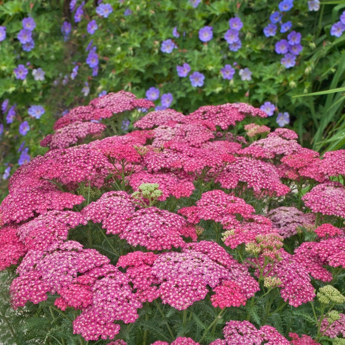 'Saucy Seduction' - Achillea millefolium (Yarrow) from Tidal Roots Garden Center