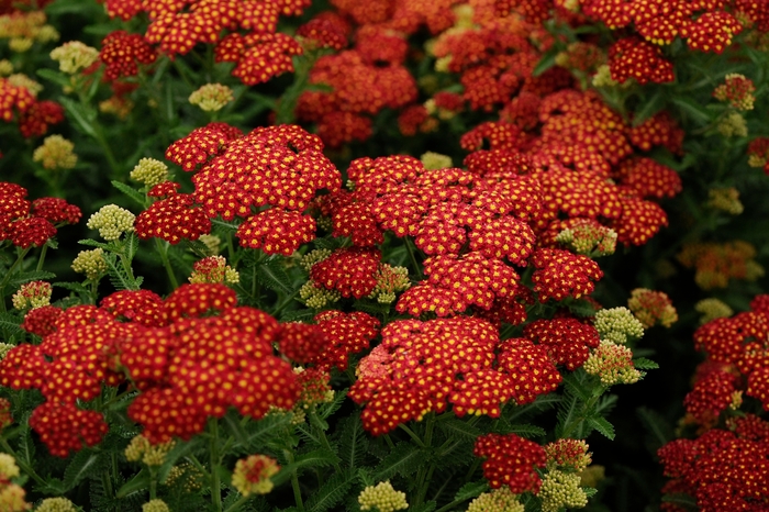 'Strawberry Seduction' - Achillea millefolium (Yarrow) from Tidal Roots Garden Center 'Strawberry Seduction' - Achillea millefolium (Yarrow) from Tidal Roots Garden Center