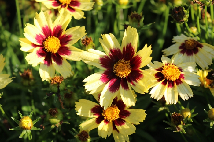 'Super Star' Tickseed - Coreopsis grandiflora from Tidal Roots Garden Center 'Super Star' Tickseed - Coreopsis grandiflora from Tidal Roots Garden Center