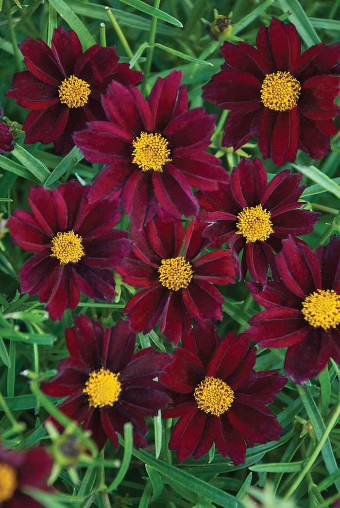 Big Bang™ 'Mercury Rising' - Coreopsis (Tickseed) from Tidal Roots Garden Center Big Bang™ 'Mercury Rising' - Coreopsis (Tickseed) from Tidal Roots Garden Center