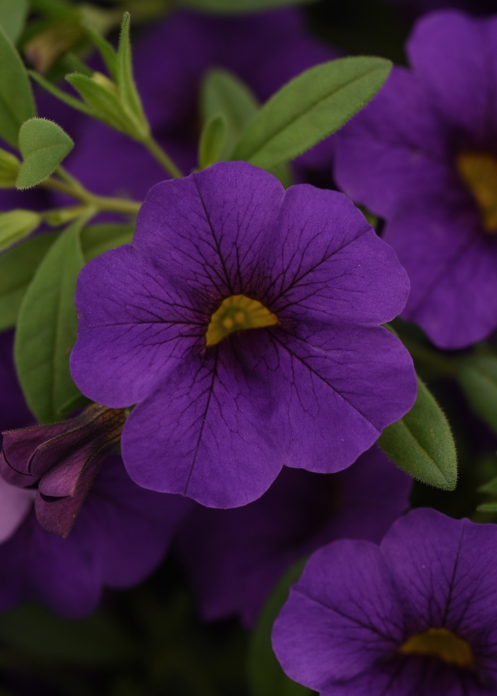 Cabaret® Blue Midnight - Calibrachoa (Mini Petunia) from Tidal Roots Garden Center Cabaret® Blue Midnight - Calibrachoa (Mini Petunia) from Tidal Roots Garden Center