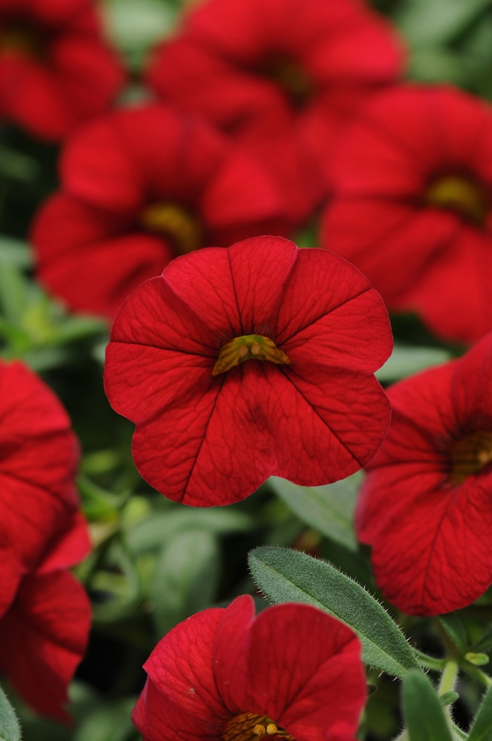 Cabaret® 'Bright Red' - Calibrachoa (Trailing Petunia) from Tidal Roots Garden Center Cabaret® 'Bright Red' - Calibrachoa (Trailing Petunia) from Tidal Roots Garden Center