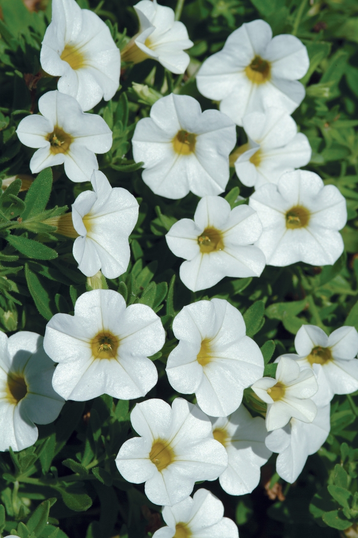 Cabaret® 'Bright White Improved' - Calibrachoa (Mini Petunia) from Tidal Roots Garden Center Cabaret® 'Bright White Improved' - Calibrachoa (Mini Petunia) from Tidal Roots Garden Center