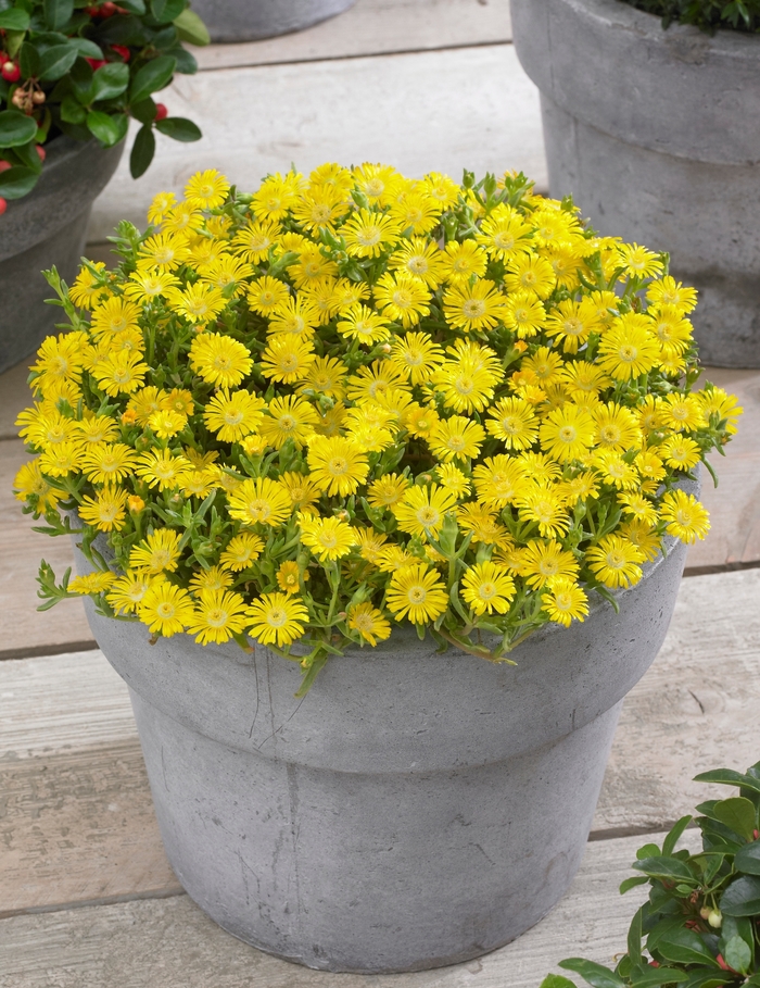 Wheels of Wonder® 'Golden Wonder' - Delosperma cooperi (Ice Plant) from Tidal Roots Garden Center