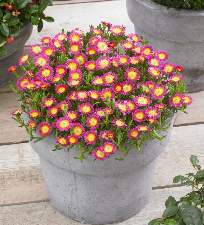 Wheels of Wonder® 'Hot Pink Wonder' - Delosperma cooperi (Ice Plant) from Tidal Roots Garden Center