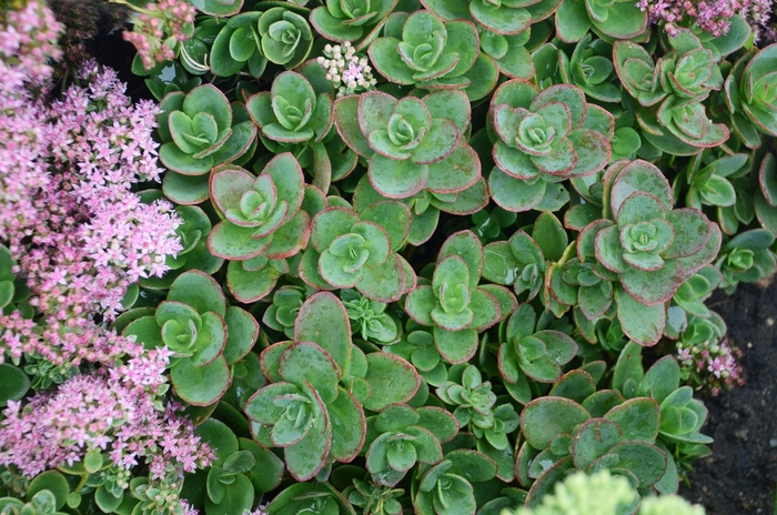 Sunsparkler® 'Lime Zinger' - Sedum (Stonecrop) from Tidal Roots Garden Center