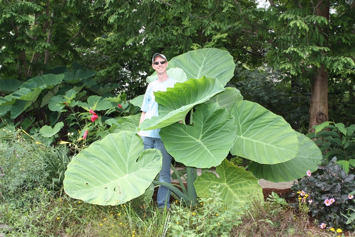 'Thailand Giant' Giant Elephant Ear - Colocasia gigantea from Tidal Roots Garden Center