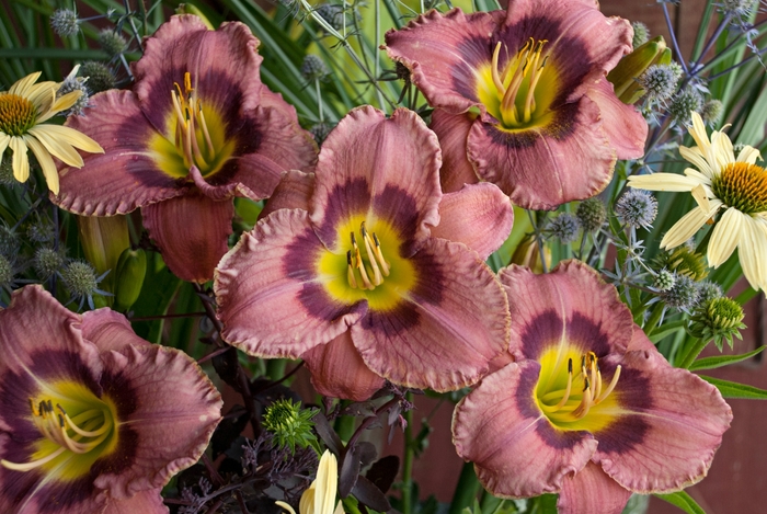 'Always Afternoon' Daylily - Hemerocallis from Tidal Roots Garden Center 'Always Afternoon' Daylily - Hemerocallis from Tidal Roots Garden Center
