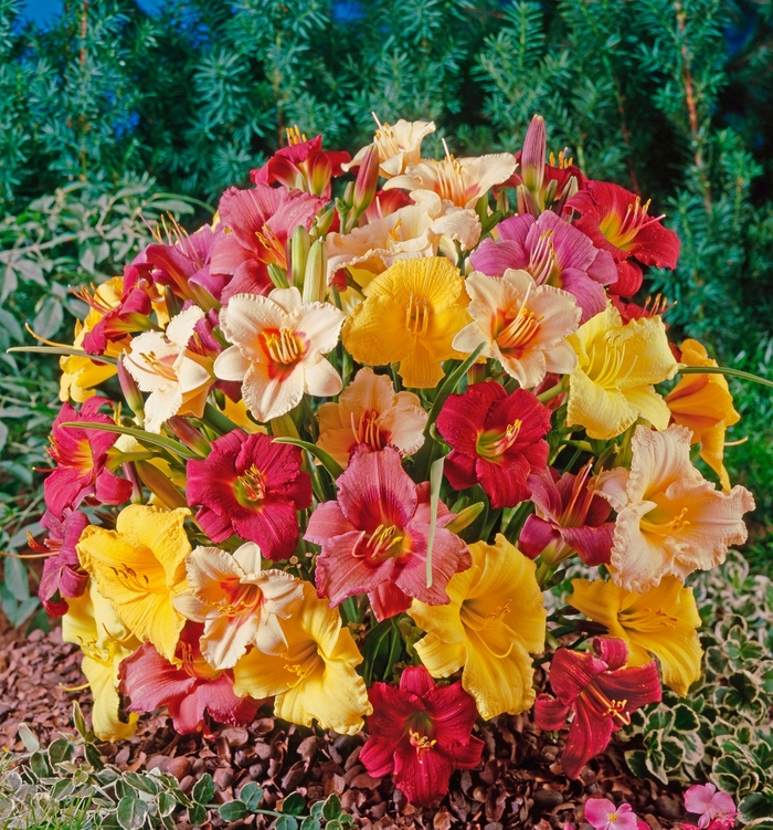 'Multiple Varieties' Daylilies - Hemerocallis from Tidal Roots Garden Center 'Multiple Varieties' Daylilies - Hemerocallis from Tidal Roots Garden Center