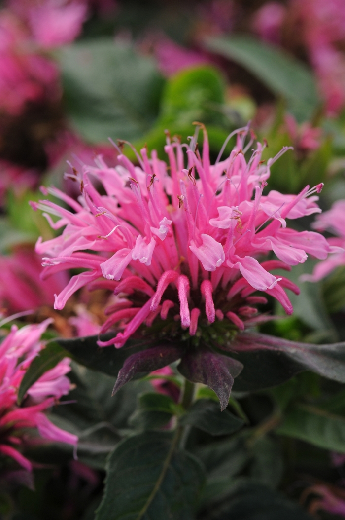 Balmy™ 'Pink' - Monarda didyma (Bee Balm) from Tidal Roots Garden Center Balmy™ 'Pink' - Monarda didyma (Bee Balm) from Tidal Roots Garden Center