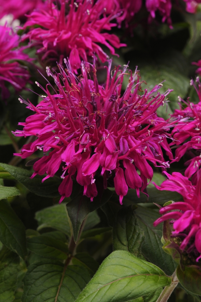 Balmy™ 'Purple' - Monarda didyma (Bee Balm) from Tidal Roots Garden Center