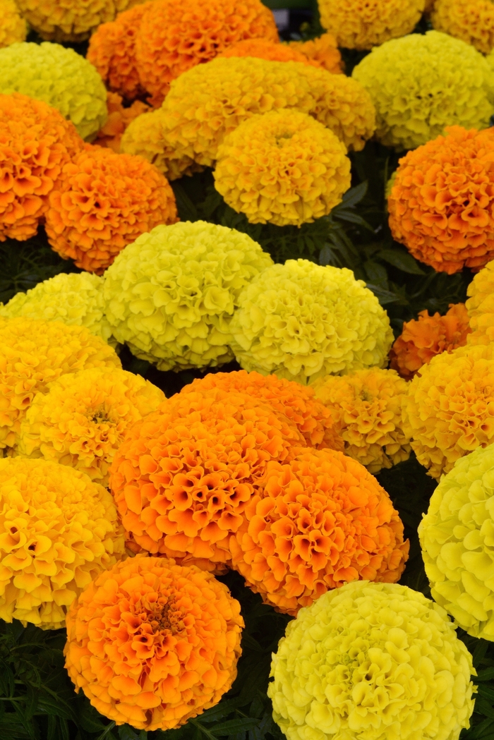 Taishan® 'Mix' - Tagetes erecta (African Marigold) from Tidal Roots Garden Center Taishan® 'Mix' - Tagetes erecta (African Marigold) from Tidal Roots Garden Center