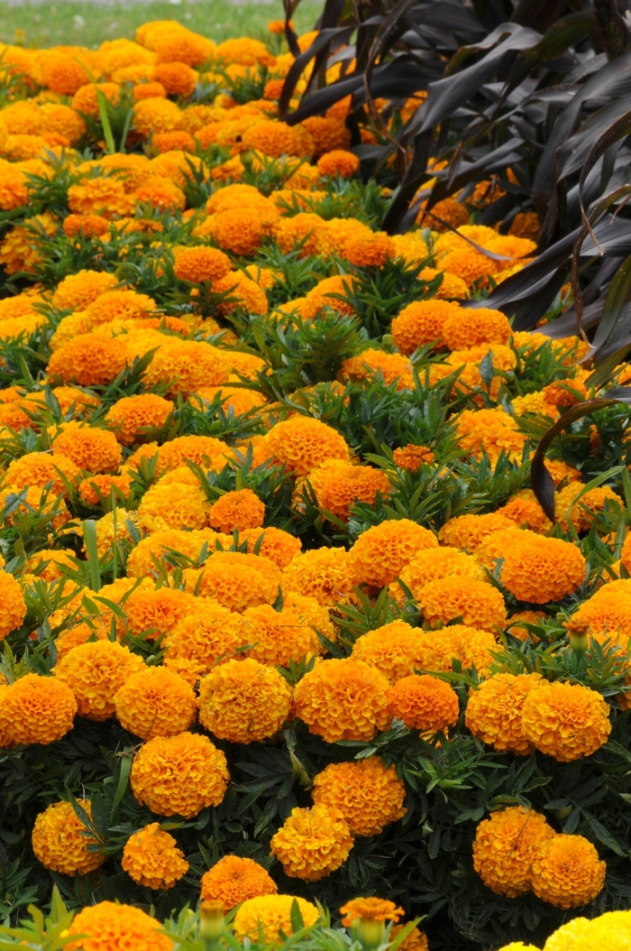 Taishan® 'Orange' - Tagetes erecta (African Marigold) from Tidal Roots Garden Center Taishan® 'Orange' - Tagetes erecta (African Marigold) from Tidal Roots Garden Center