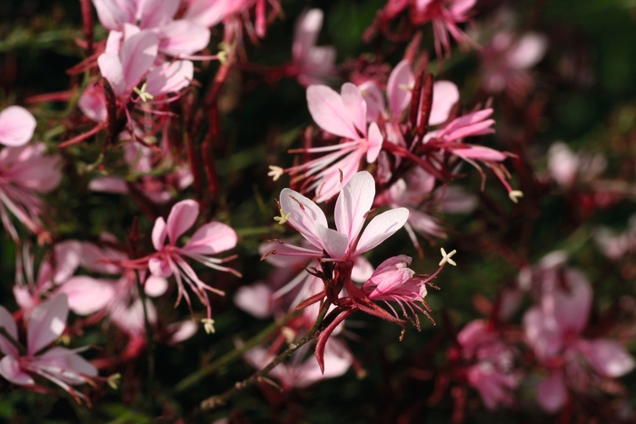 Belleza® 'Compact Light Pink' - Gaura lindheimeri (Wand Flower) from Tidal Roots Garden Center