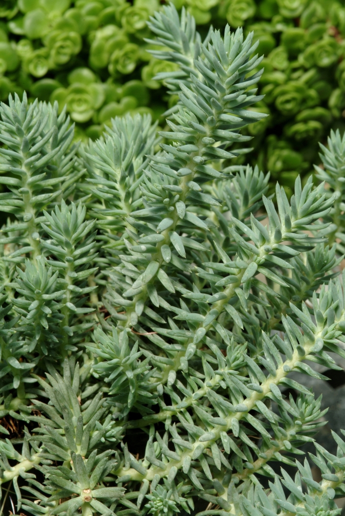 'Blue Spruce' Stonecrop - Sedum reflexum from Tidal Roots Garden Center 'Blue Spruce' Stonecrop - Sedum reflexum from Tidal Roots Garden Center