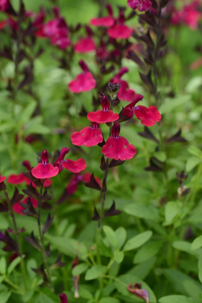 Mirage™ 'Burgundy' - Salvia greggii (Sage) from Tidal Roots Garden Center Mirage™ 'Burgundy' - Salvia greggii (Sage) from Tidal Roots Garden Center