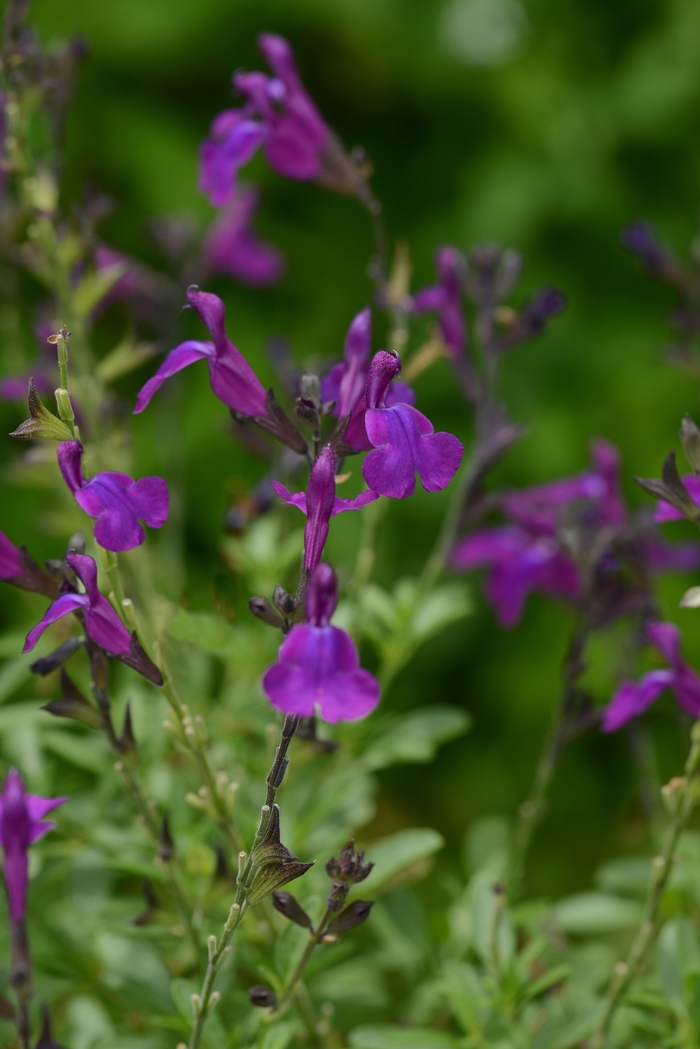 Mirage™ 'Deep Purple' - Salvia greggii (Sage) from Tidal Roots Garden Center Mirage™ 'Deep Purple' - Salvia greggii (Sage) from Tidal Roots Garden Center
