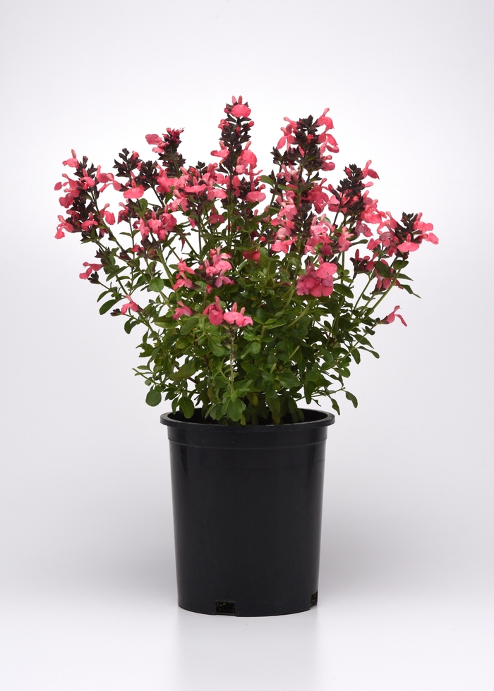 Mirage™ 'Salmon' - Salvia greggii (Sage) from Tidal Roots Garden Center