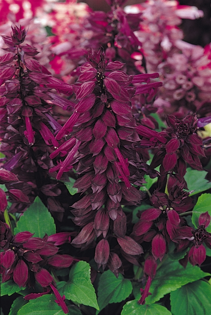 Vista™ 'Purple' - Salvia splendens from Tidal Roots Garden Center