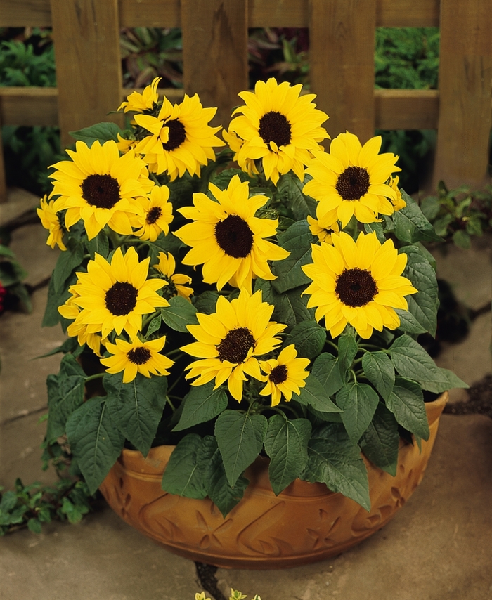 'Ballad' Dwarf Sunflower - Helianthus annuus from Tidal Roots Garden Center 'Ballad' Dwarf Sunflower - Helianthus annuus from Tidal Roots Garden Center