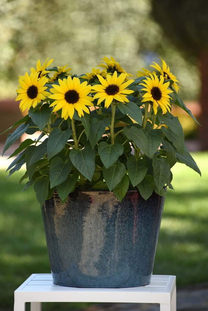 'SunBuzz' Sunflower - Helianthus annuus from Tidal Roots Garden Center 'SunBuzz' Sunflower - Helianthus annuus from Tidal Roots Garden Center