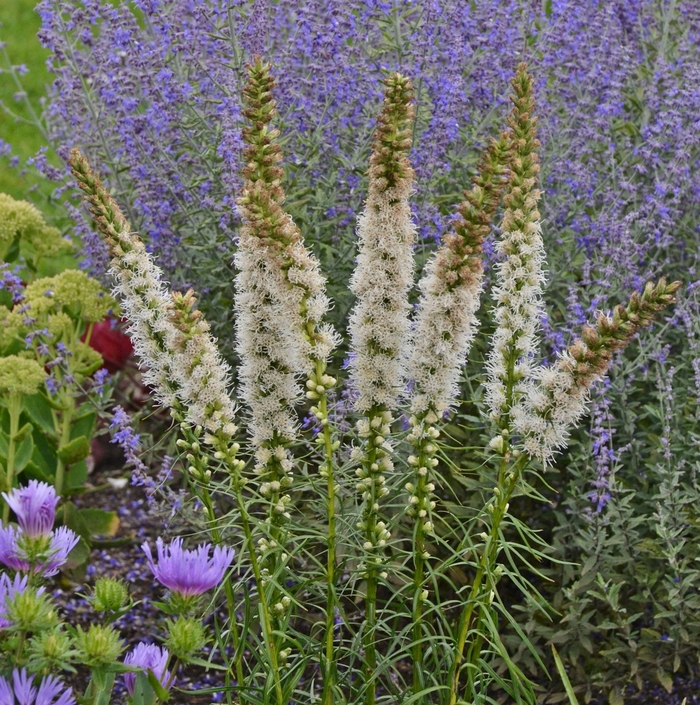 'Floristan White' Blazing Star - Liatris spicata from Tidal Roots Garden Center 'Floristan White' Blazing Star - Liatris spicata from Tidal Roots Garden Center