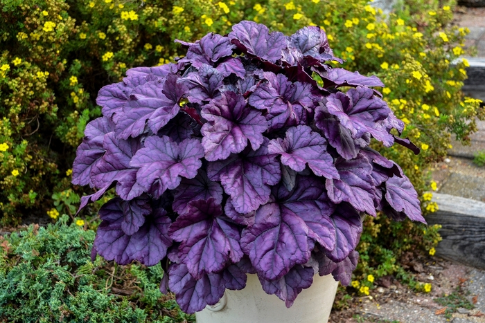 Dolce® 'Wildberry' - Heuchera (Coral Bells) from Tidal Roots Garden Center Dolce® 'Wildberry' - Heuchera (Coral Bells) from Tidal Roots Garden Center
